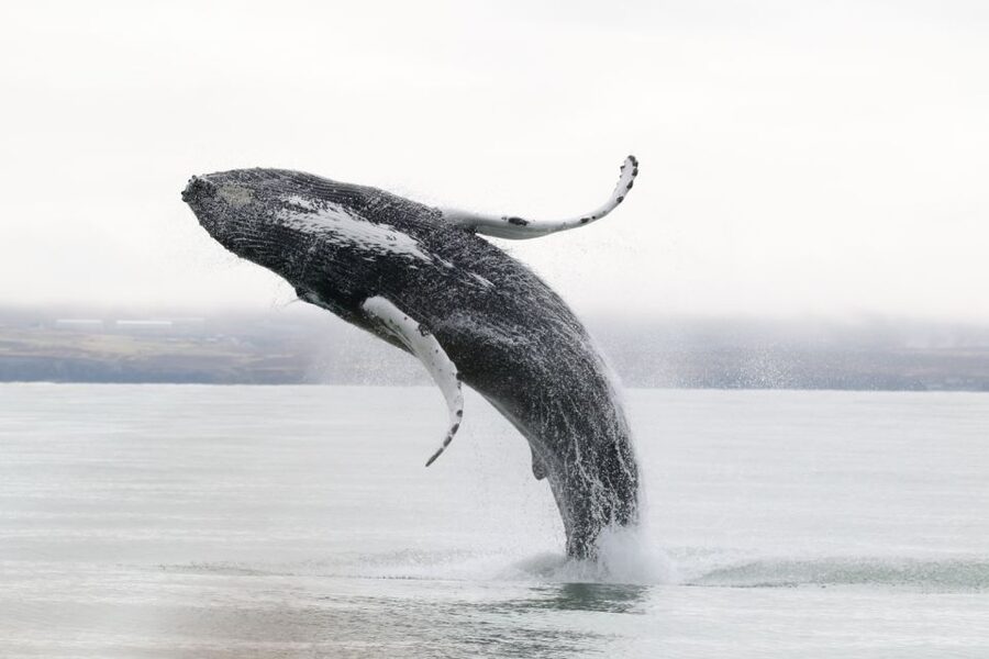 Húsavík: Whale-Watching Cruise and Puffins Guided Tour - Hot chocolate, cinnamon buns, and the ride home