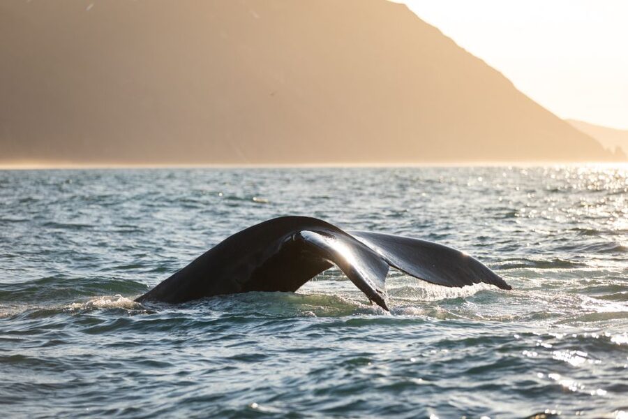 Húsavík: Whale-Watching Cruise and Puffins Guided Tour - Value at $135 per person