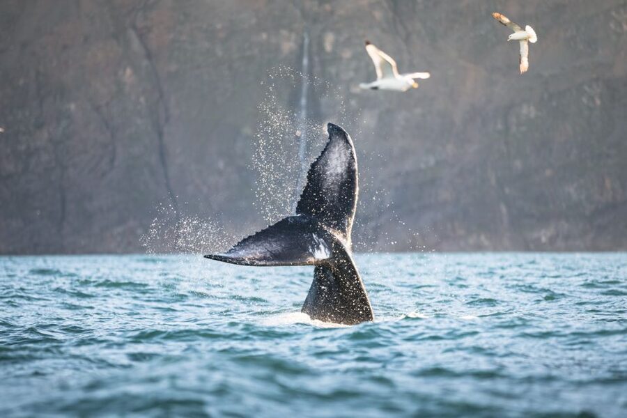 Húsavík: Whale-Watching Cruise and Puffins Guided Tour - Who should book this Húsavík cruise?