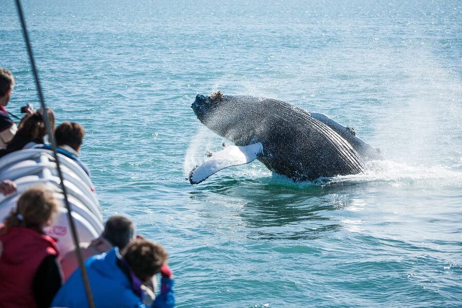 Húsavík: Whale-Watching Cruise and Puffins Guided Tour - Should you book it?