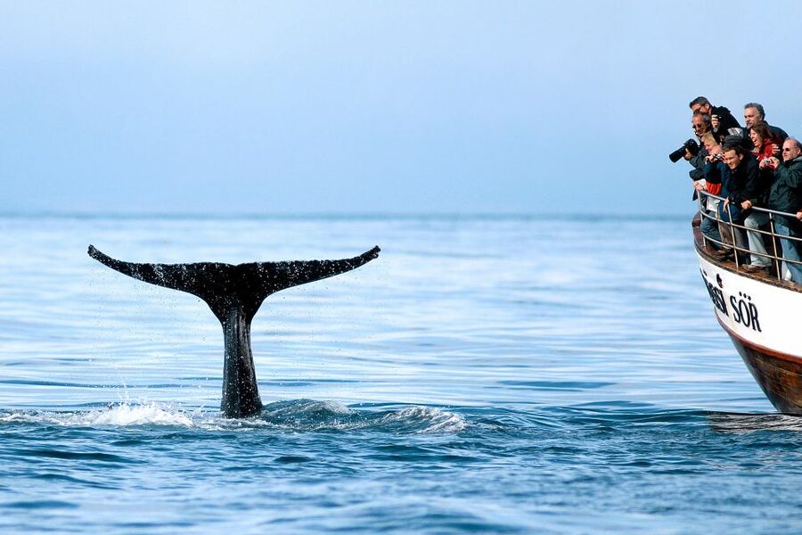 Husavik: Whale Watching on a Carbon Neutral Oak Boat - Key points to know before sailing