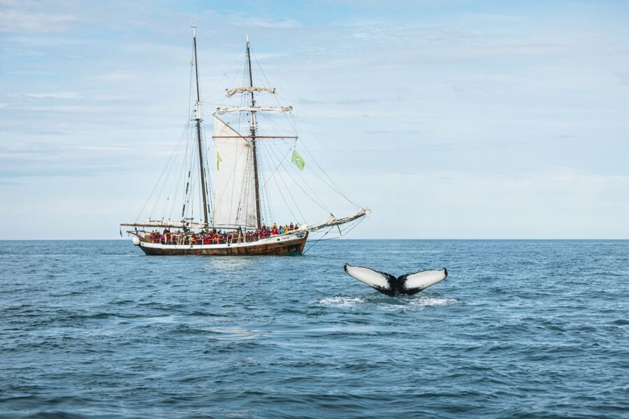 Husavik: Whale Watching on a Carbon Neutral Oak Boat - Should you book North Sailing’s oak boat?