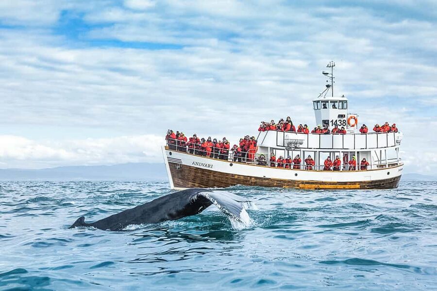 Husavik: Whale Watching on a Carbon Neutral Oak Boat - Setting out from Húsavík’s harbor