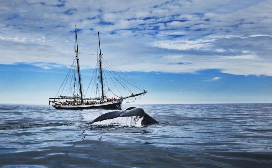 Husavik: Whale Watching on a Carbon Neutral Oak Boat - Searching Skjálfandi Bay for whales