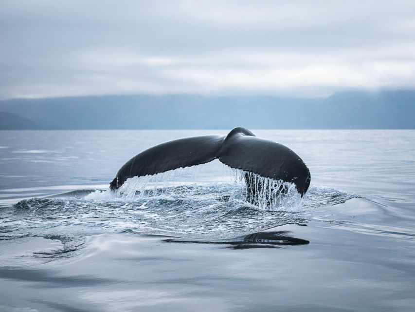 Husavik: Whale Watching on a Carbon Neutral Oak Boat - What the wildlife encounter can really be like