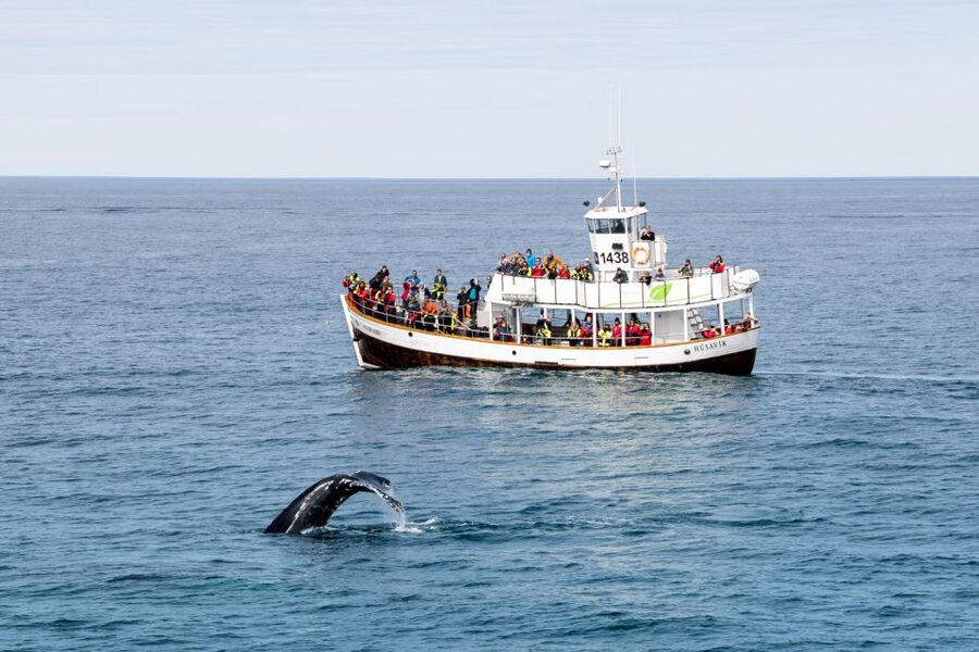 Husavik: Whale Watching on a Carbon Neutral Oak Boat - The environmental value and the price