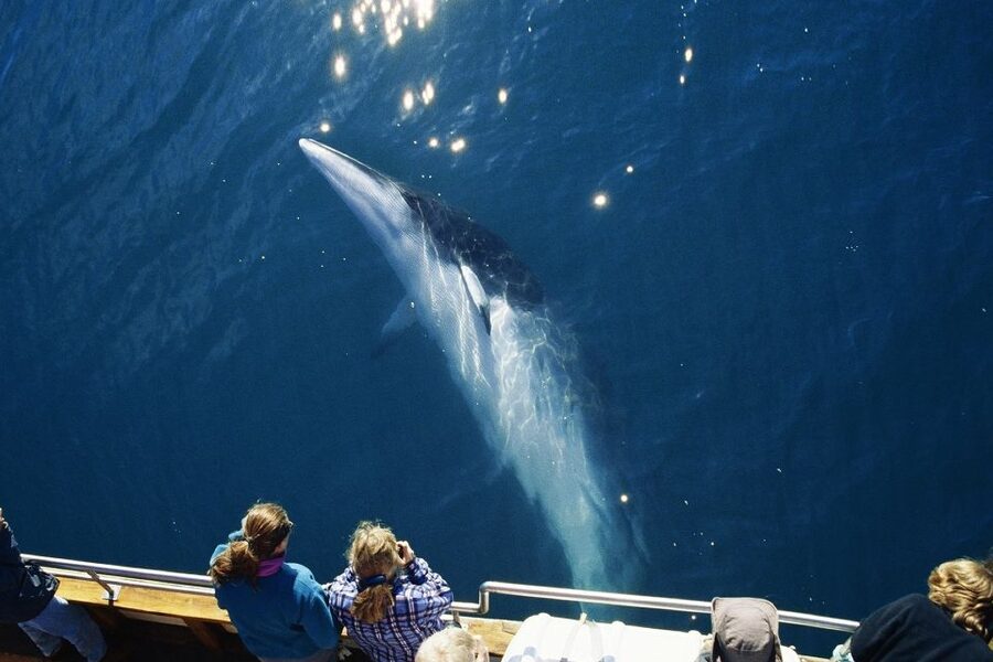 Husavik: Whale Watching on a Carbon Neutral Oak Boat - Weather, cancellation, and wheelchair access