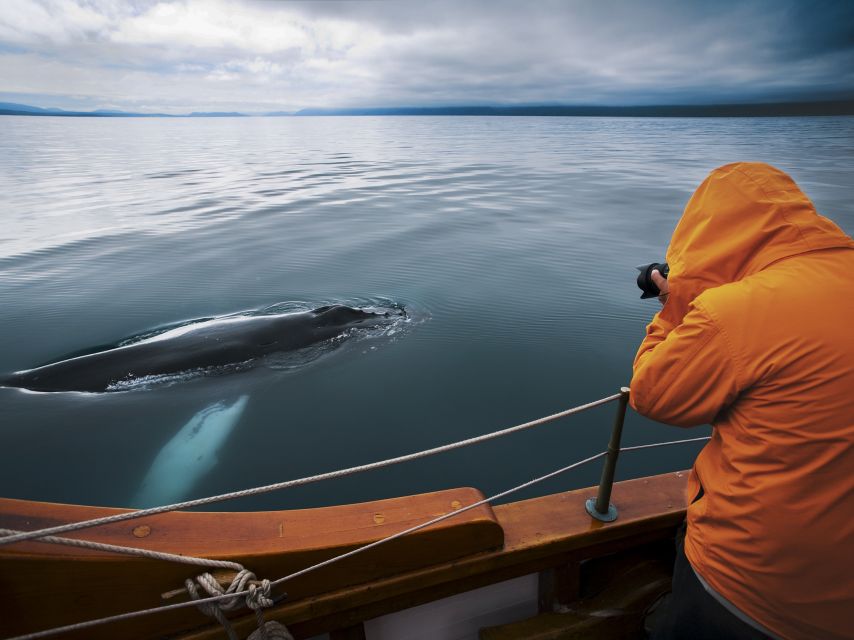 Husavik: Whale Watching on a Carbon Neutral Oak Boat - Who will enjoy this cruise most