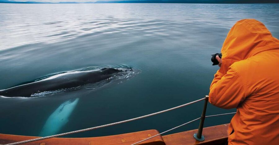 Husavik: Whale Watching on a Carbon Neutral Oak Boat - Why the quiet hybrid boat matters