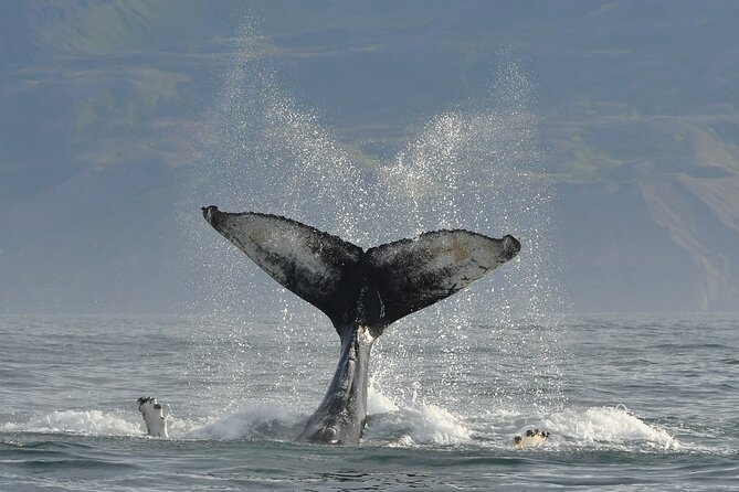 Húsavík Whale Watching Tour, family owned and operated - What the cold and motion feel like