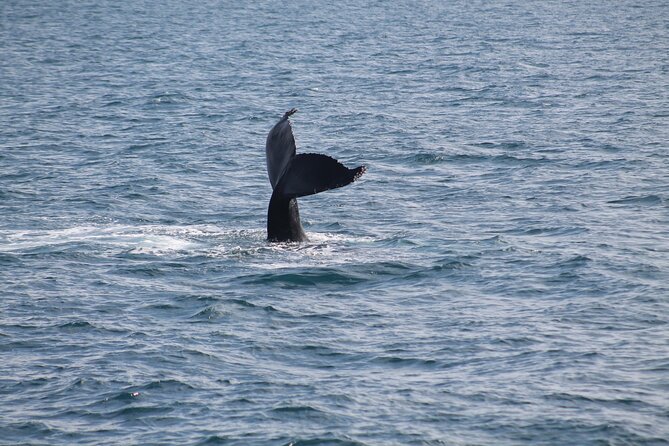 Húsavík Whale Watching Tour, family owned and operated - A guide who adds context, not just commentary