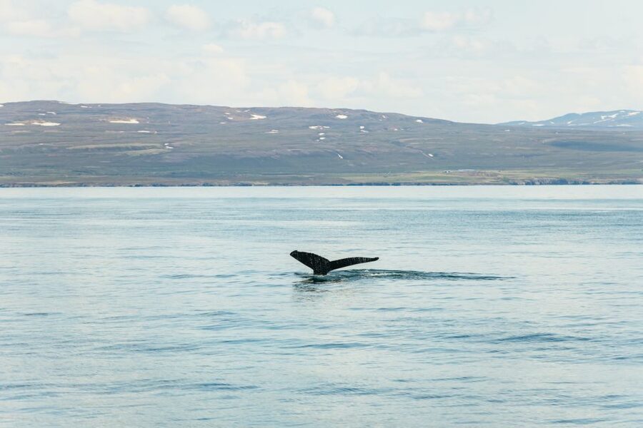 Húsavík: Whale Watching Tour with Guide - Key points to know before you book