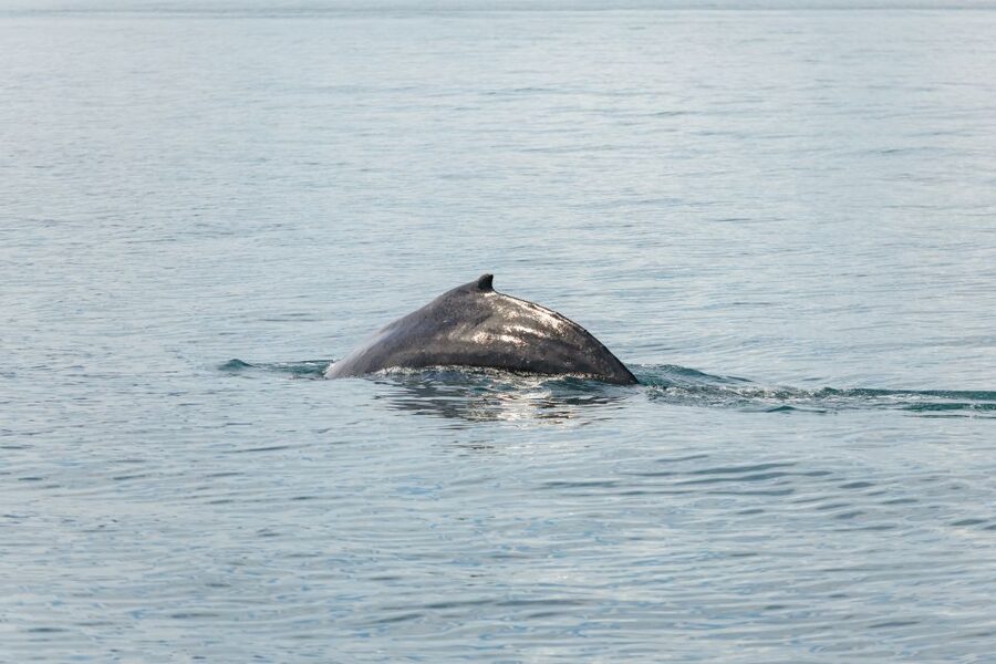 Húsavík: Whale Watching Tour with Guide - Searching Skjálfandi Bay for whales