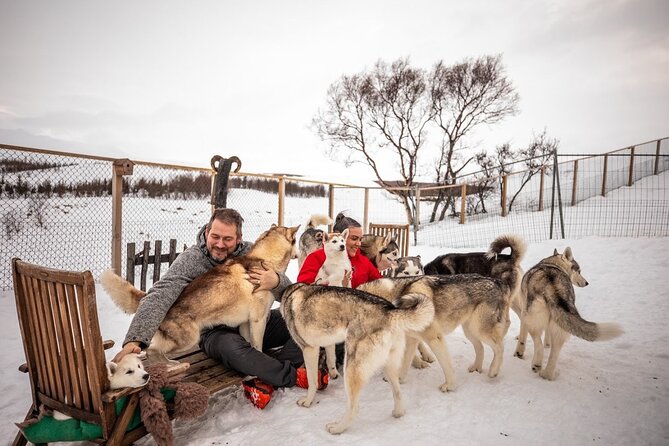 Husky Petting in Akureyri (private) - Meeting a North Iceland husky family