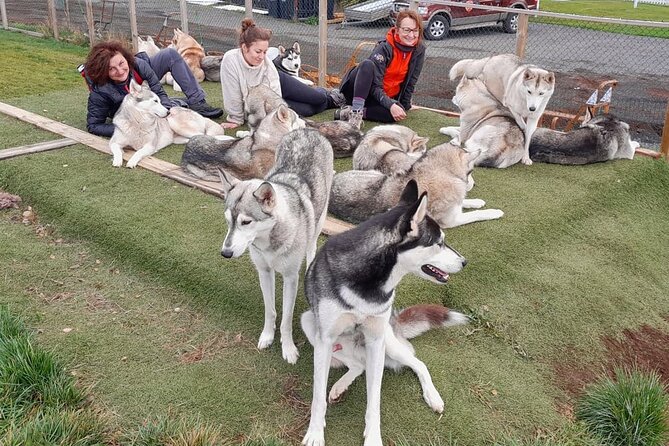 Husky Petting in Akureyri (private) - Why the private format matters