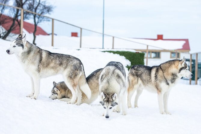 Husky Petting in Akureyri (private) - Who will enjoy this most