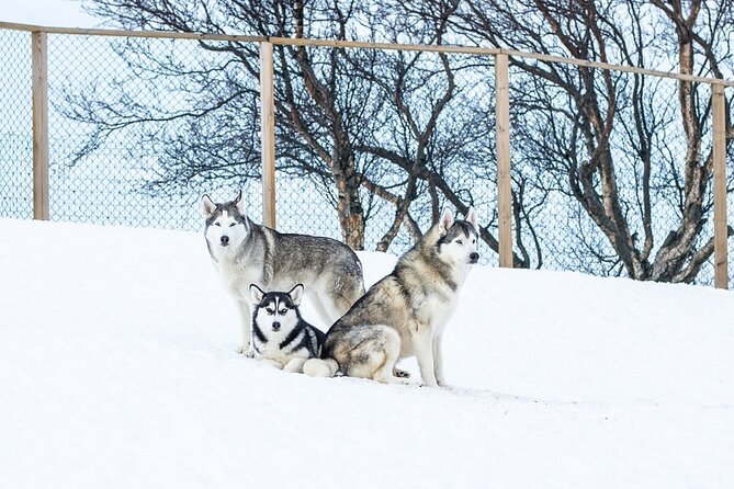 Husky Petting in Akureyri (private) - Booking, pickup, and timing