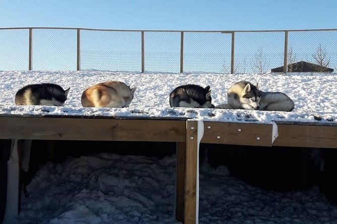 Husky Petting in Akureyri (private) - Is $666.78 good value?