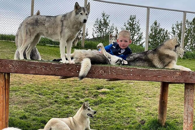 Husky Petting in Akureyri (private) - Should you book Husky Petting in Akureyri?