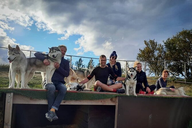 Husky Petting in Akureyri (private) - Meeting dogs with real sledding connections