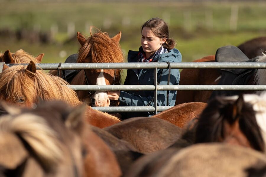 Hveragerdi: Countryside Charm Horse Riding Tour - Starting at Vellir farm near Hveragerdi