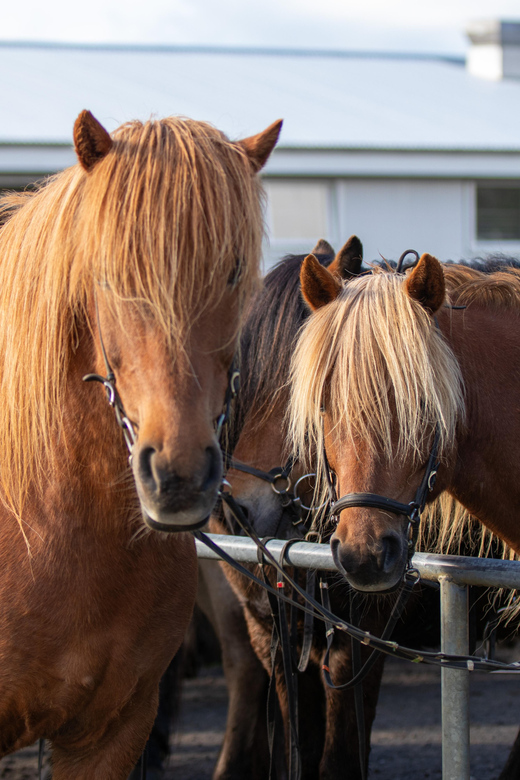 Hveragerdi: Countryside Charm Horse Riding Tour - Why the one-hour format can be a smart choice