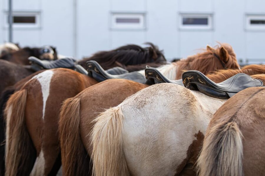 Hveragerdi: Countryside Charm Horse Riding Tour - What to wear and what to leave behind