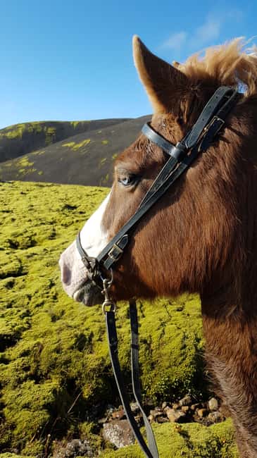 Hveragerði: Horseback Riding Tour for Beginners and … - Why Reykjadalur works well for a short ride