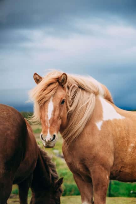 Hveragerði: Horseback Riding Tour for Beginners and … - Clothing, equipment, and weather planning