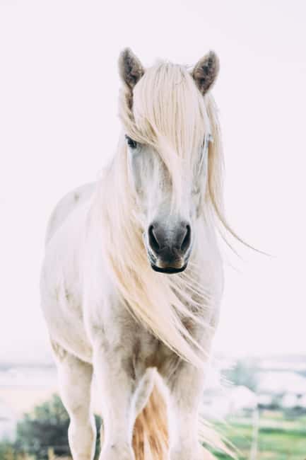 Hveragerði: Horseback Riding Tour for Beginners and … - Family appeal and limits for beginners