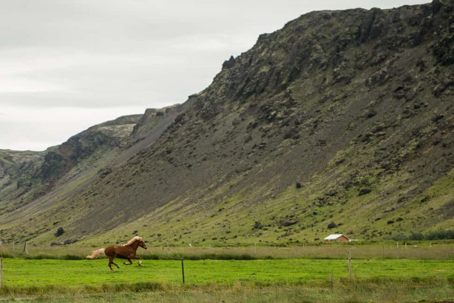 Hveragerði: Horseback Riding Tour for Beginners and … - What makes the personal service worthwhile