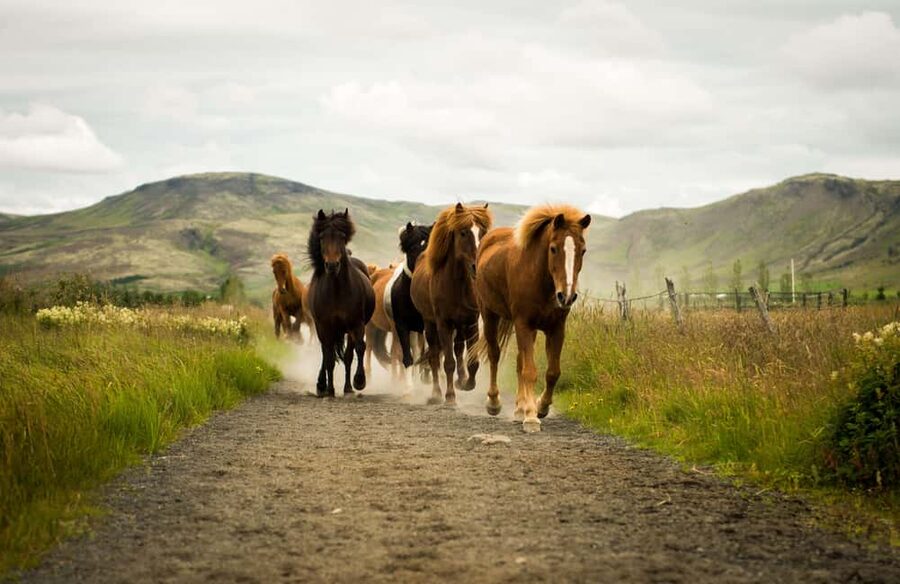 Hveragerði: Horseback Riding Tour for Beginners and … - What the one-hour ride is really like