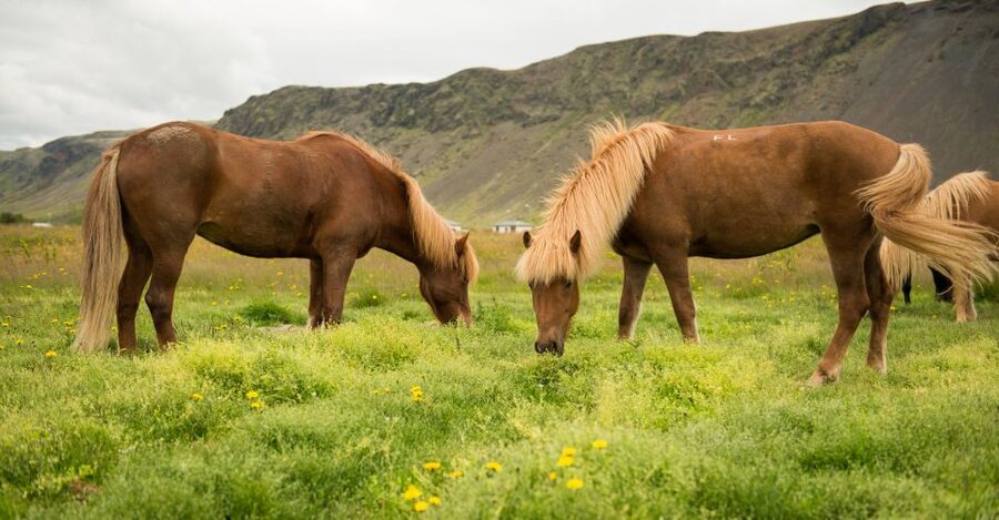 Hveragerdi: Reykjadalur (Hotspring Valley) Horse Riding Tour - The Price: What You Get for $142