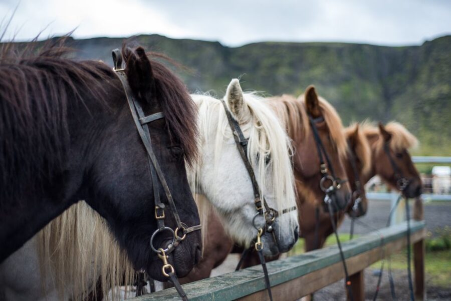 Hveragerdi: Reykjadalur (Hotspring Valley) Horse Riding Tour - Who Should Book This Ride