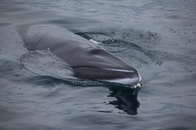 Iceland Super Saver: Northern Lights Cruise plus Whale-Watching Tour from Reykjavik - The Northern Lights cruise: patience on Faxaflói Bay