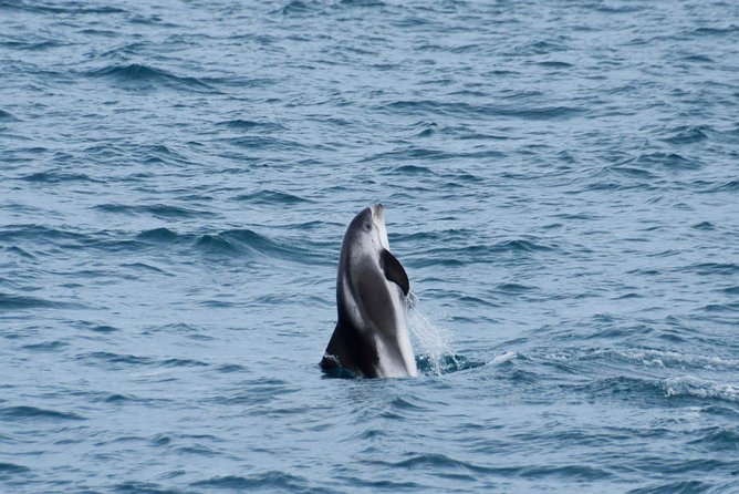 Iceland Super Saver: Northern Lights Cruise plus Whale-Watching Tour from Reykjavik - What the $186.74 price really buys you