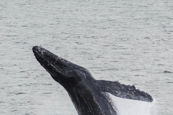 Iceland Super Saver: Northern Lights Cruise plus Whale-Watching Tour from Reykjavik - Who will get the most from this package?
