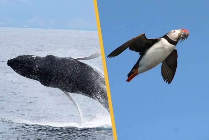 Iceland Super Saver: Puffin Cruise plus Whale-Watching Tour from Reykjavik - The smaller boat to Akurey