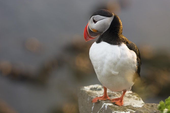 Iceland Super Saver: Puffin Cruise plus Whale-Watching Tour from Reykjavik - What the guiding is like