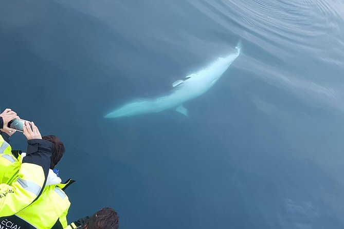 Iceland Super Saver: Puffin Cruise plus Whale-Watching Tour from Reykjavik - Is $156.19 a fair price?