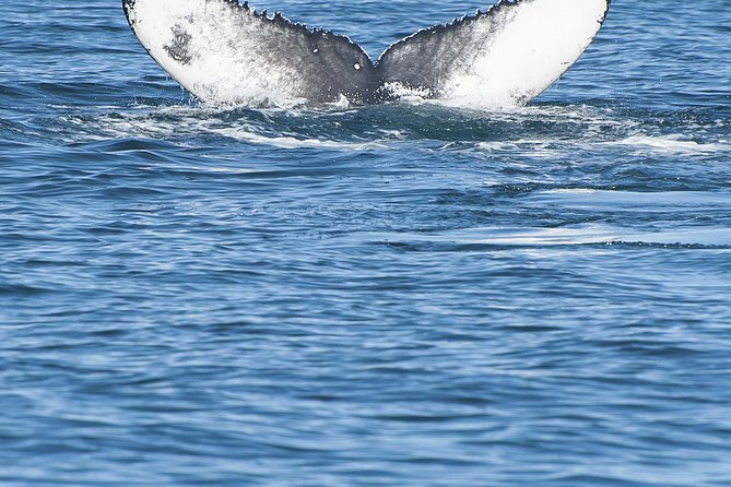 Iceland Super Saver: Puffin Cruise plus Whale-Watching Tour from Reykjavik - Who will enjoy this most