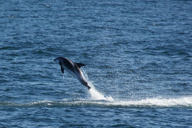 Icelandic Horse Riding and Whale Watching Cruise from Reykjavík - From Hveragerði to Reykjavík’s Old Harbour