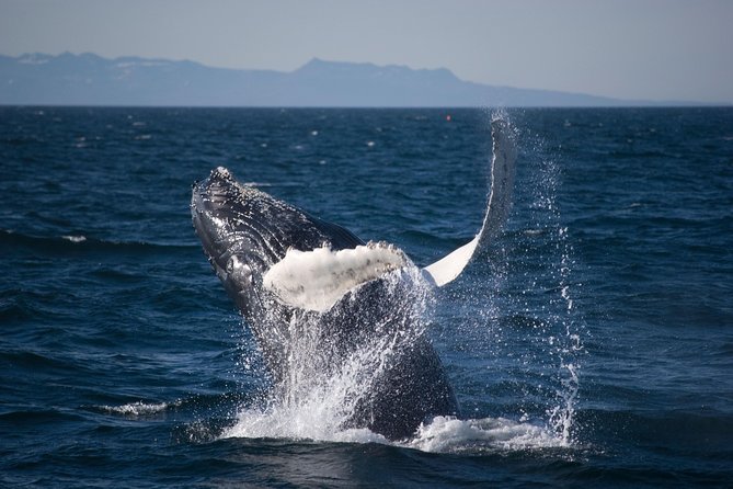 Icelandic Horse Riding and Whale Watching Cruise from Reykjavík - Three hours searching Faxaflói Bay