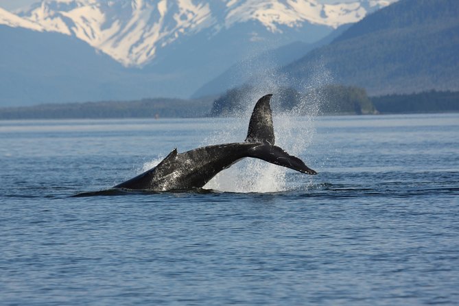 Icelandic Horse Riding and Whale Watching Cruise from Reykjavík - Whale watching needs realistic expectations
