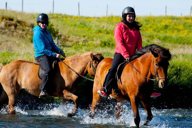 Icelandic Horse Riding and Whale Watching Cruise from Reykjavík - Is the $280 price fair?