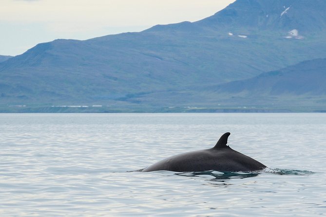Icelandic Horse Riding and Whale Watching Cruise from Reykjavík - What to bring and how to prepare