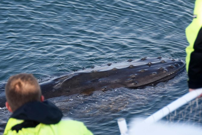 Icelandic Horse Riding and Whale Watching Tour from Reykjavik - Comfort, crowding, and the boat experience