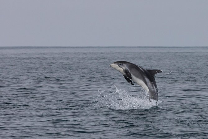 Icelandic Horse Riding and Whale Watching Tour from Reykjavik - Who will enjoy this tour most