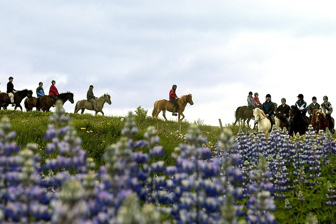 Icelandic Horseback Riding Tour Including Pick Up from Reykjavik - Why Icelandic horses make this ride different