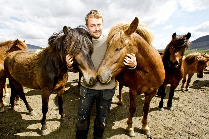 Icelandic Horseback Riding Tour Including Pick Up from Reykjavik - A gentle introduction for beginners